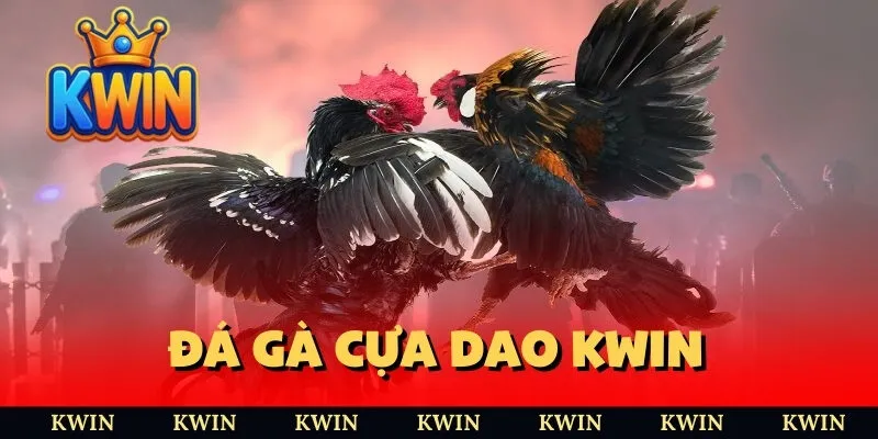 đá gà cựa dao KWIN