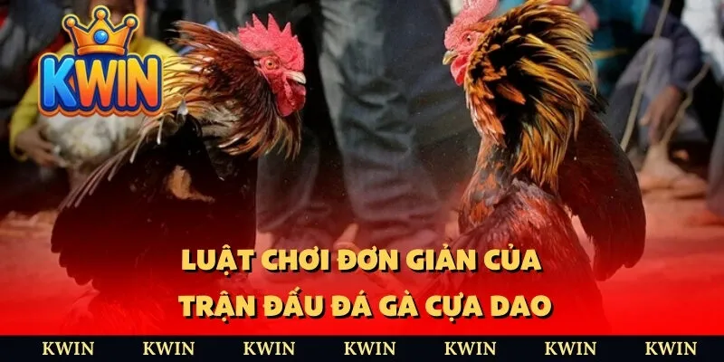 Luật chơi đơn giản của trận đấu đá gà cựa dao