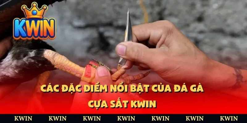 Các đặc điểm nổi bật của đá gà cựa sắt KWIN 