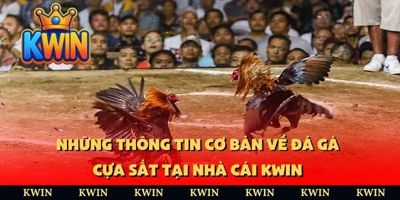 Những thông tin cơ bản về đá gà cựa sắt tại nhà cái KWIN 